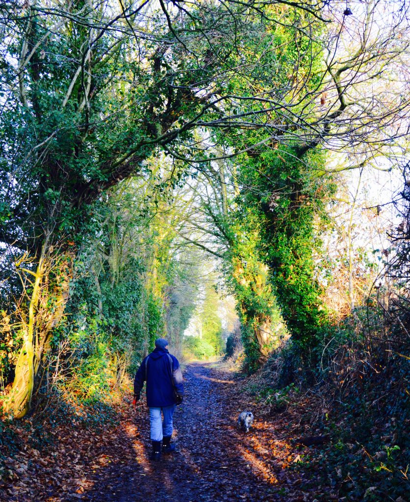 Dog Walk by the Wye Visit Ross On Wye