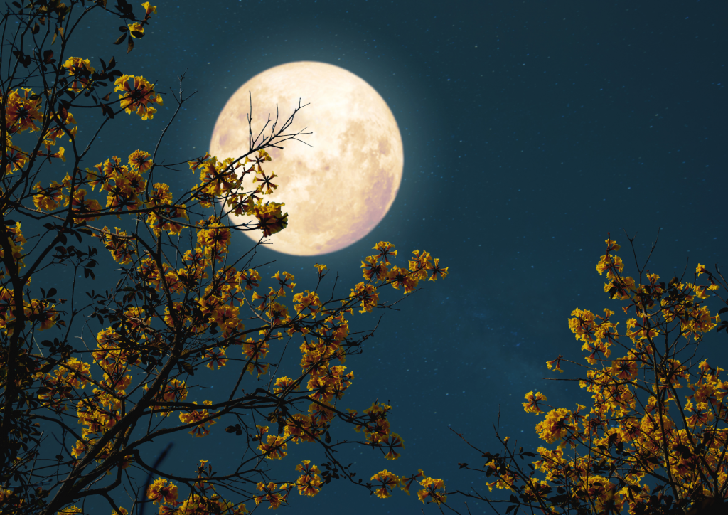 Full moon with tree branches in foreground