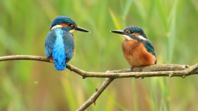 Two kingfishers on a branch