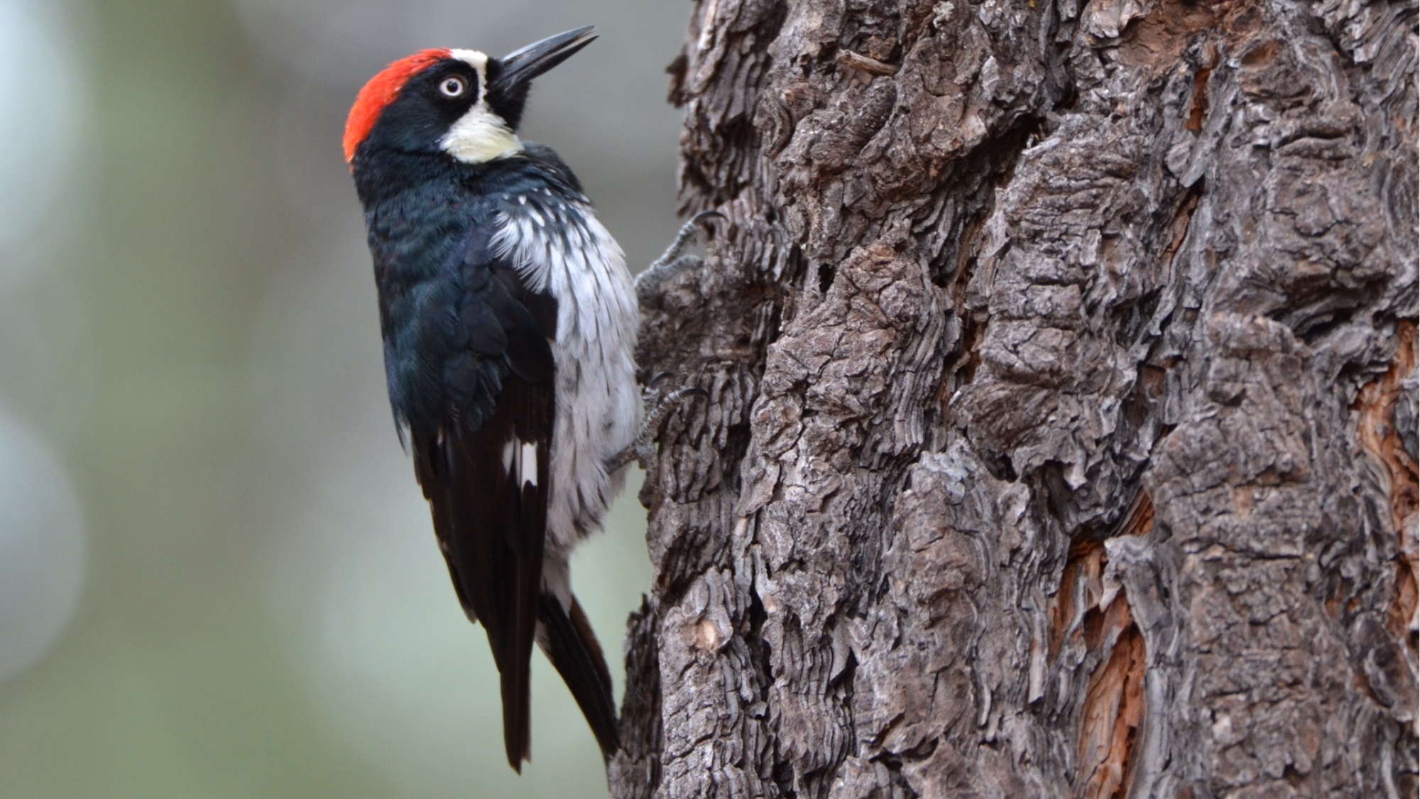 Woodpecker on a tree trunk
