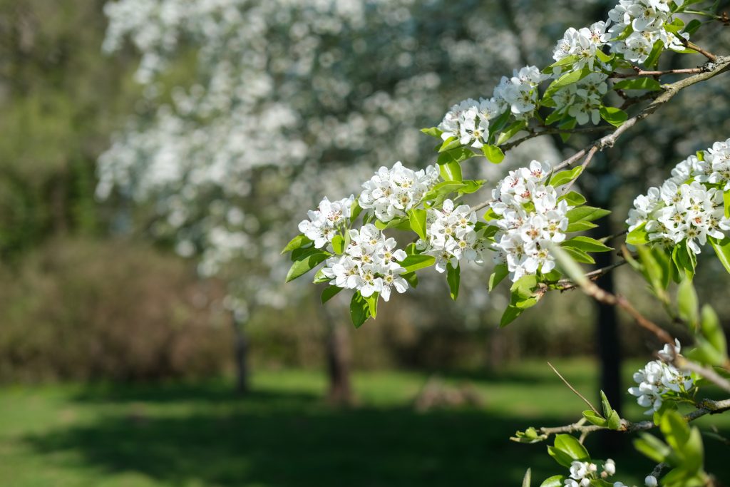 Pictuture of white flowers on branch