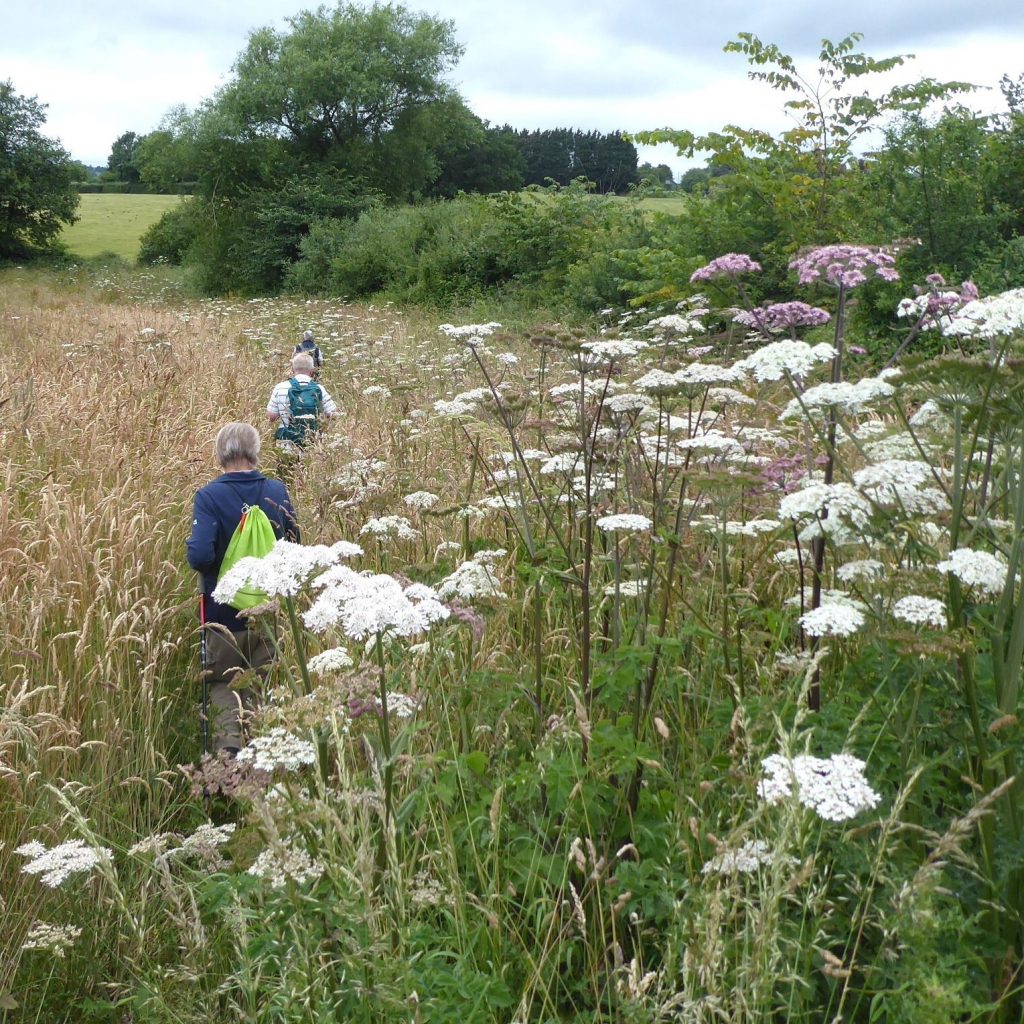 picture of 3 people walking through meadow